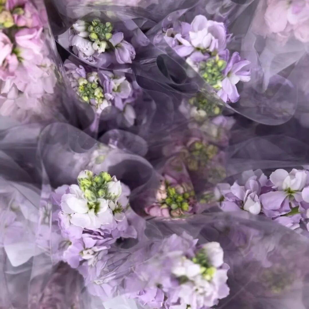 女神节快乐丨阳春三月天 温暖女神节